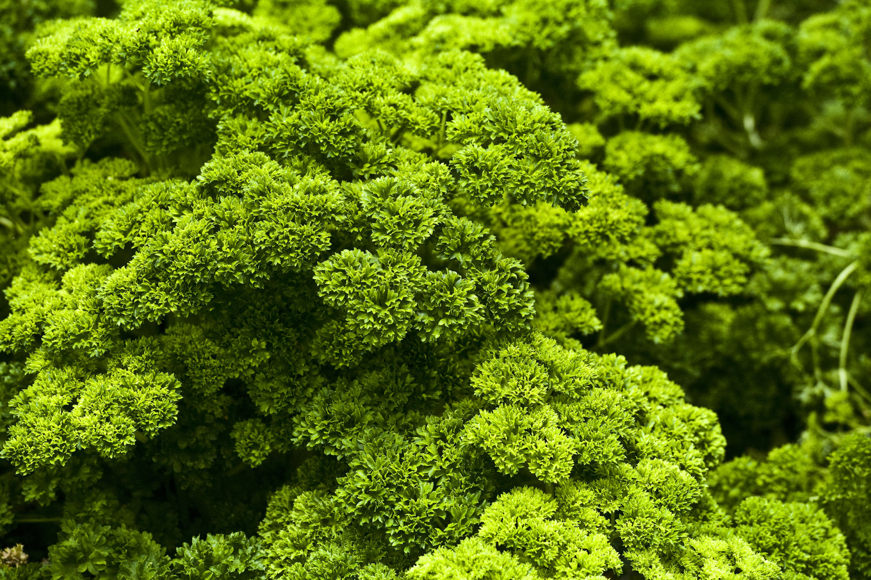 Curly parsley